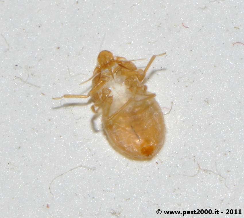 Cast skins are clear! « Got Bed Bugs? Bedbugger Forums Cast skins are clear! « Got Bed Bugs? Bedbugger Forums