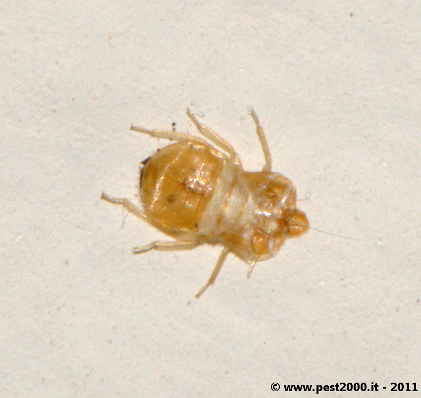 Cast skins are clear! « Got Bed Bugs? Bedbugger Forums Cast skins are clear! « Got Bed Bugs? Bedbugger Forums