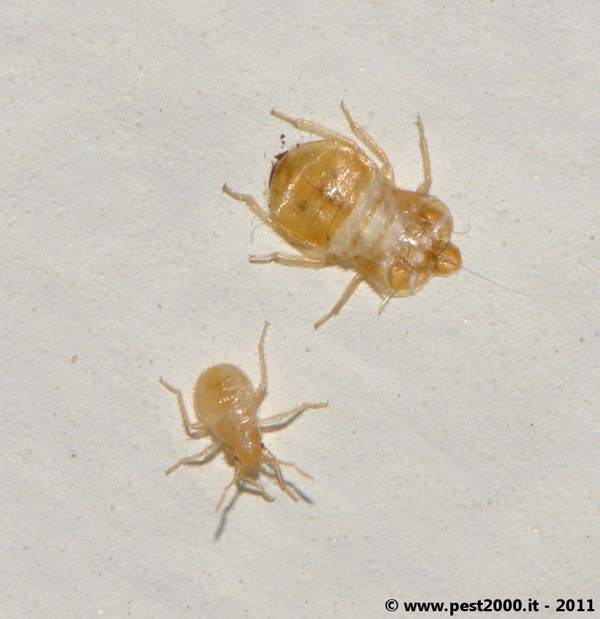 Cast skins are clear! « Got Bed Bugs? Bedbugger Forums Cast skins are clear! « Got Bed Bugs? Bedbugger Forums