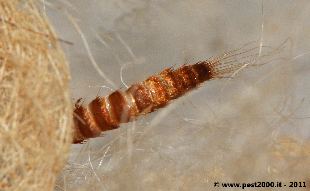 common carpet beetle. Common carpet beetle