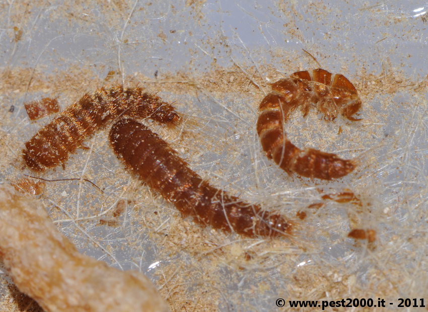 Dermestid beetles larvae Â« Got Bed Bugs? Bedbugger Forums