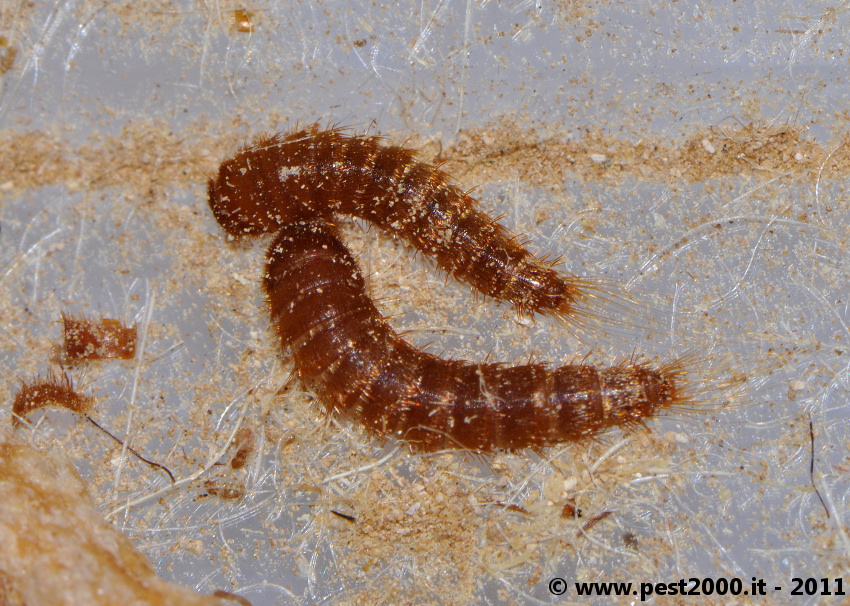 Dermestid beetles larvae Â« Got Bed Bugs? Bedbugger Forums