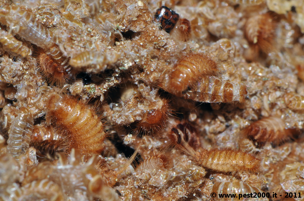 common carpet beetle. Common carpet beetle