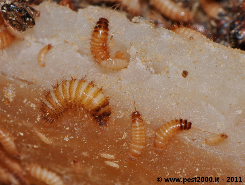 Dermestid beetles larvae Â« Got Bed Bugs? Bedbugger Forums