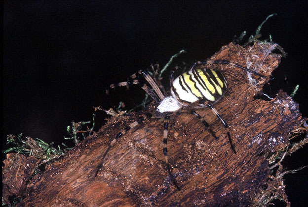 Argiope bruennichi