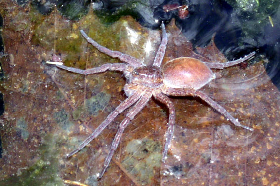 Foto Dolomedes plantarius