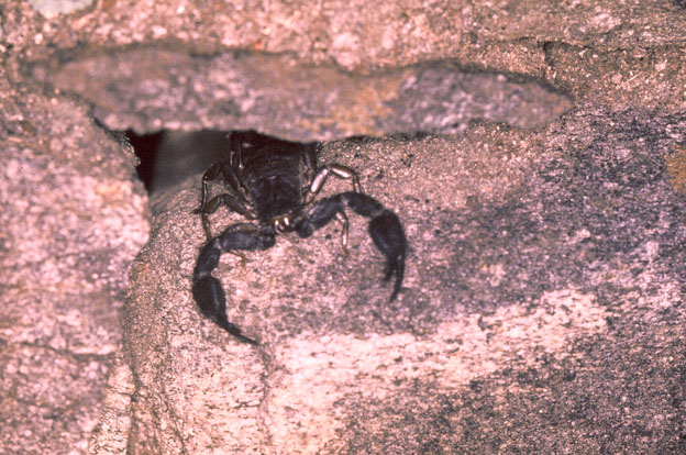 Euscorpius italicus