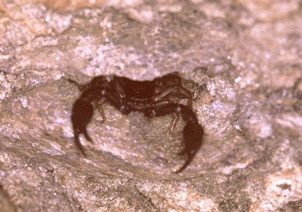 Euscorpius italicus