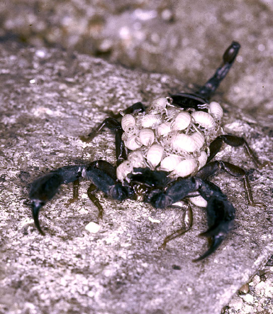 Euscorpius italicus