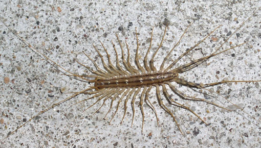 Scutigera coleoptrata