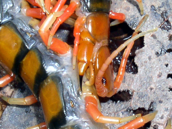 Primi insetti...e prime 