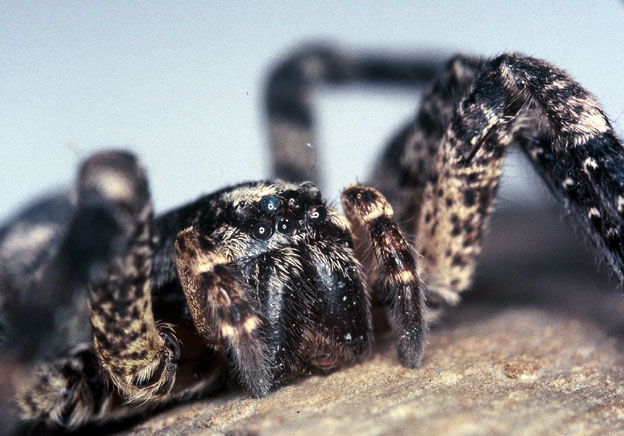 Zoropsis spinimana