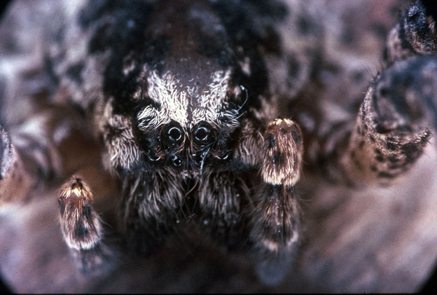 Zoropsis spinimana