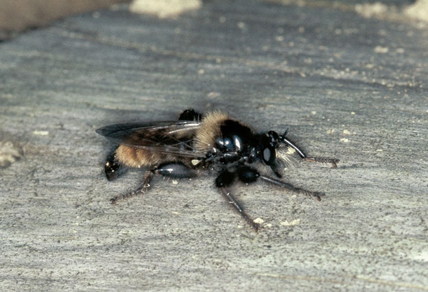 Asilidae in ordine sparso...