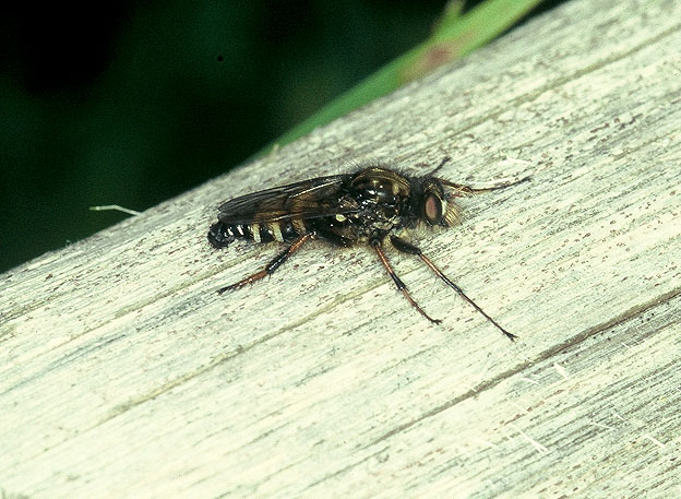 Asilidae in ordine sparso...