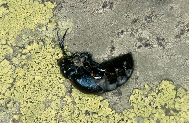 Meloe violaceus