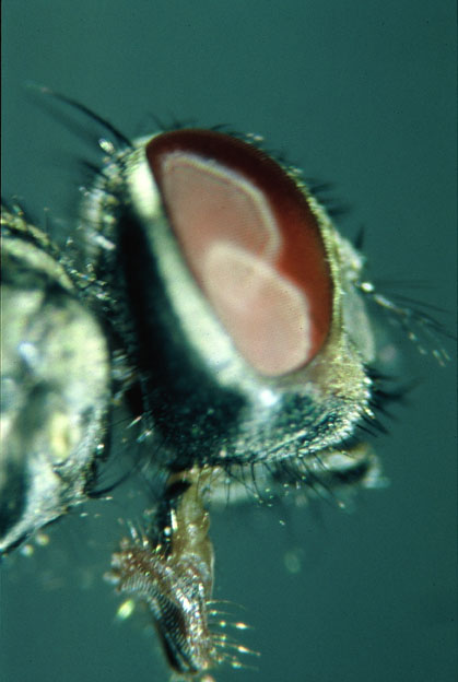 mosca