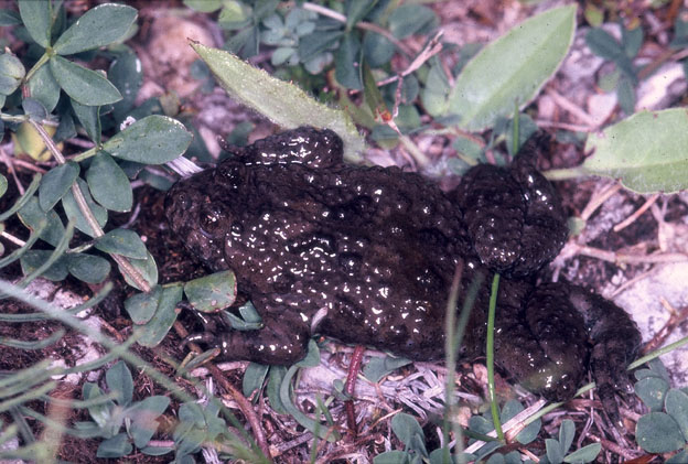 Bombina variegata