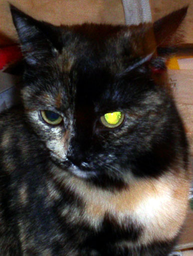 Gatti