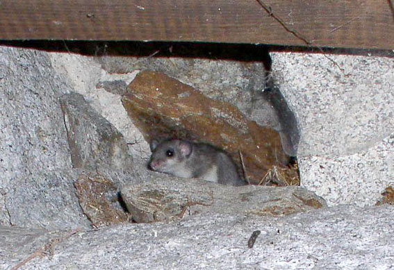 Ghiro - Glis glis