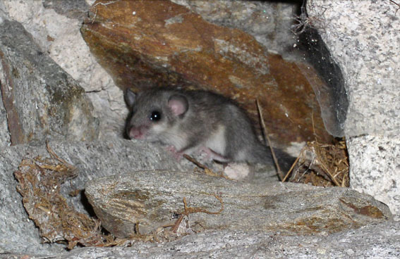 Ghiro - Glis glis