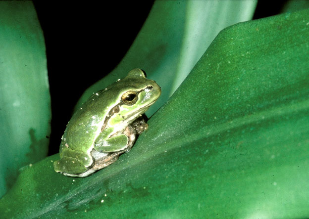 Hyla intermedia