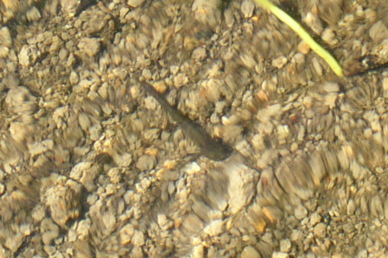 consigli urgenti x larve di Salamandra salamandra