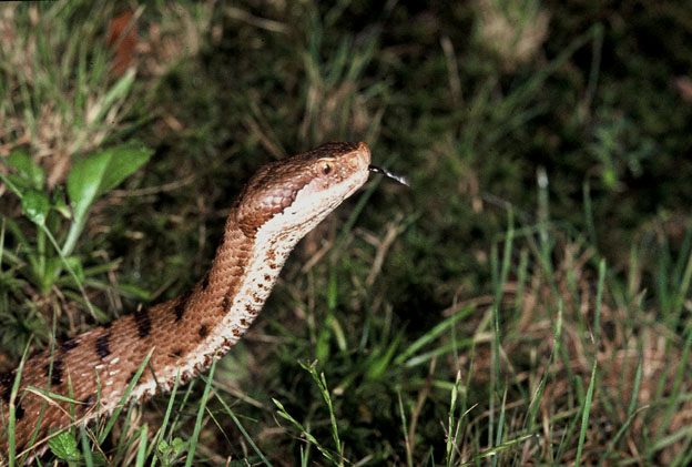 Vipera aspis