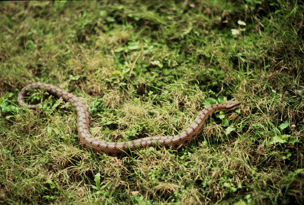 Vipera aspis