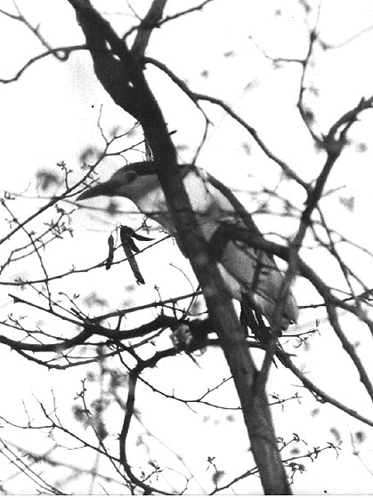 Nitticora - Nycticorax nycticorax