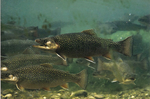 Salmerino di fontana (Salvelinus fontinalis)