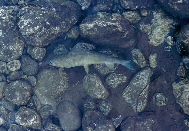 Thymallus thymallus