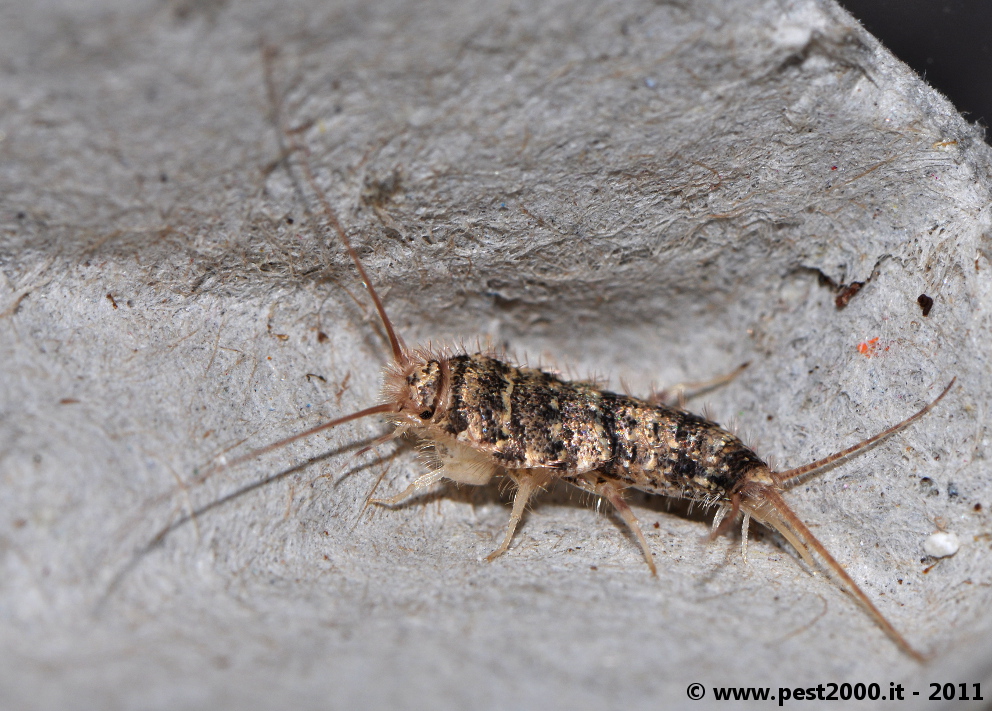 Unidentified Bug - Bed Bug? Pic « Got Bed Bugs? Bedbugger Forums Unidentified Bug - Bed Bug? Pic « Got Bed Bugs? Bedbugger Forums