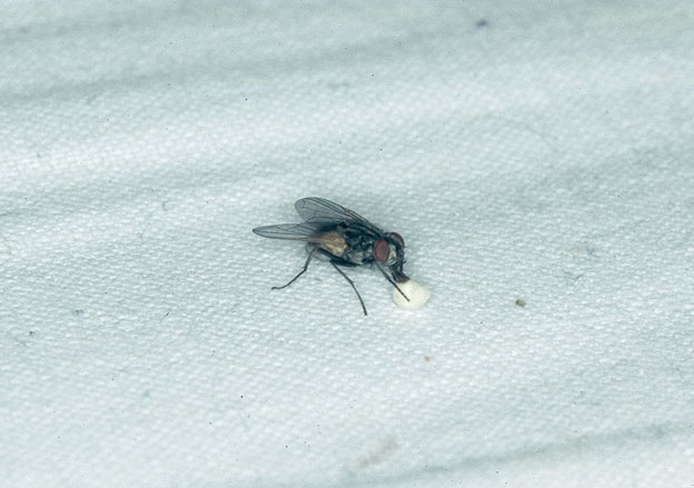 Avete mai visto una mosca che beve?