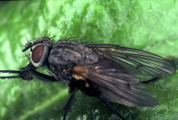 mosca